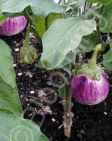 Solanum melongena 'Rosa Bianca'